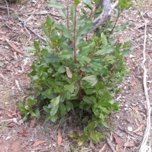 Photinia serratifolia at Hackett, ACT - 26 Jan 2016 12:00 AM