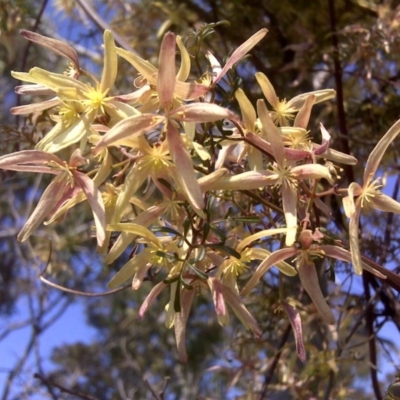 Clematis leptophylla (Small-leaf Clematis, Old Man's Beard) at Scrivener Hill - 21 Sep 2010 by Mike