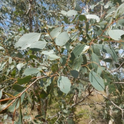 Eucalyptus camphora subsp. humeana (Mountain Swamp Gum) at Waramanga, ACT - 28 Jan 2016 by MichaelMulvaney