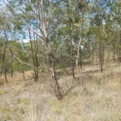 Eucalyptus camphora subsp. humeana at Waramanga, ACT - 28 Jan 2016 02:51 PM