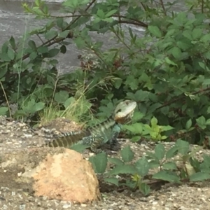 Intellagama lesueurii howittii at Bumbalong, NSW - 29 Jan 2016