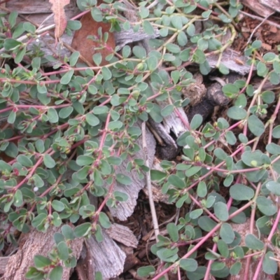 Euphorbia dallachyana (Mat Spurge, Caustic Weed) at Watson, ACT - 27 Jan 2016 by waltraud
