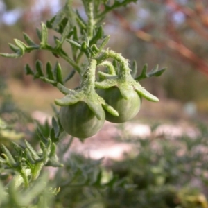 Solanum triflorum at Watson, ACT - 28 Jan 2016 12:00 AM