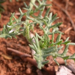 Solanum triflorum at Watson, ACT - 28 Jan 2016 12:00 AM