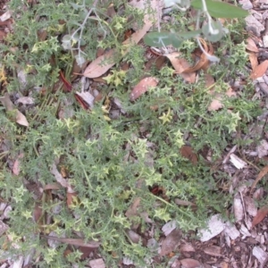 Solanum triflorum at Watson, ACT - 28 Jan 2016 12:00 AM