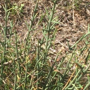 Discaria pubescens at Rendezvous Creek, ACT - 29 Jan 2016