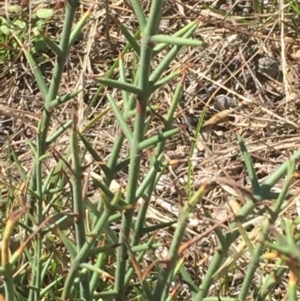 Discaria pubescens at Rendezvous Creek, ACT - 29 Jan 2016