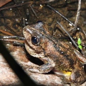 Litoria peronii at Wanniassa Hill - 27 Jan 2016