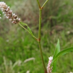 Persicaria lapathifolia (Pale Knotweed) at Fadden Hills Pond - 28 Jan 2016 by RyuCallaway