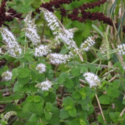 Mentha suaveolens (Apple Mint) at Fadden Hills Pond - 28 Jan 2016 by RyuCallaway