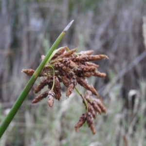 Schoenoplectus tabernaemontani at Fadden, ACT - 28 Jan 2016