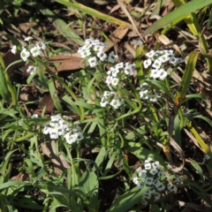 Lobularia maritima (Sweet Alyssum) at Fadden Hills Pond - 7 Jan 2016 by michaelb