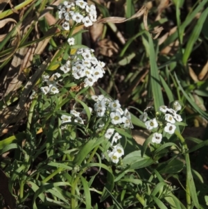 Lobularia maritima at Fadden, ACT - 7 Jan 2016 06:22 PM