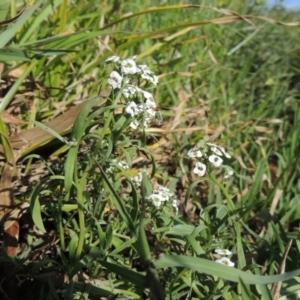 Lobularia maritima at Fadden, ACT - 7 Jan 2016 06:22 PM