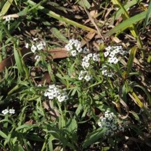 Lobularia maritima at Fadden, ACT - 7 Jan 2016