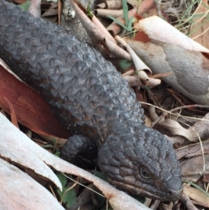 Tiliqua rugosa at Bungendore, NSW - 30 Jan 2016 02:59 PM