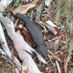 Tiliqua rugosa at Bungendore, NSW - 30 Jan 2016 02:59 PM