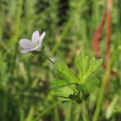 Geranium sp. Pleated sepals (D.E.Albrecht 4707) Vic. Herbarium (Naked Crane's-bill) at Fadden, ACT - 7 Jan 2016 by MichaelBedingfield