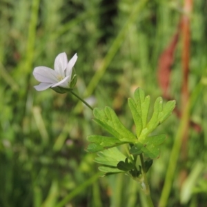 Geranium sp. Pleated sepals (D.E.Albrecht 4707) Vic. Herbarium at Fadden, ACT - 7 Jan 2016 06:24 PM