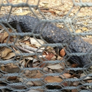 Tiliqua rugosa at Forde, ACT - 30 Jan 2016 11:18 AM