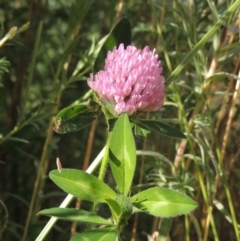 Trifolium fragiferum (Strawberry Clover) at Fadden, ACT - 7 Jan 2016 by michaelb