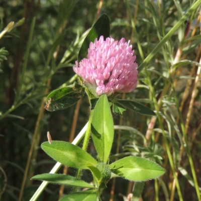 Trifolium fragiferum (Strawberry Clover) at Fadden Hills Pond - 7 Jan 2016 by michaelb