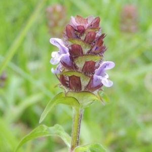 Prunella vulgaris at Fadden, ACT - 7 Jan 2016