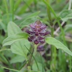 Prunella vulgaris at Fadden, ACT - 7 Jan 2016