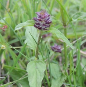 Prunella vulgaris at Fadden, ACT - 7 Jan 2016