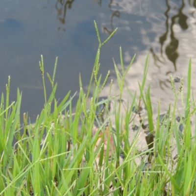 Paspalum distichum (Water Couch) at Fadden, ACT - 7 Jan 2016 by MichaelBedingfield