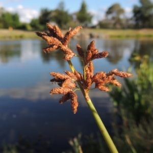 Schoenoplectus tabernaemontani at Fadden, ACT - 7 Jan 2016