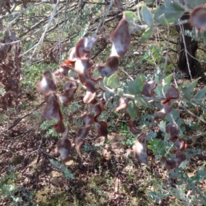 Acacia podalyriifolia at Isaacs, ACT - 31 Jan 2016