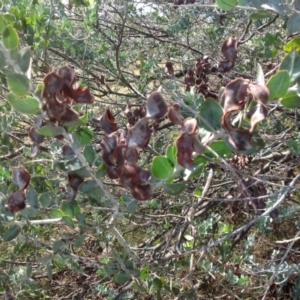 Acacia podalyriifolia at Isaacs, ACT - 31 Jan 2016