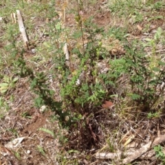 Cheilanthes sieberi (Rock Fern) at Isaacs, ACT - 31 Jan 2016 by Mike