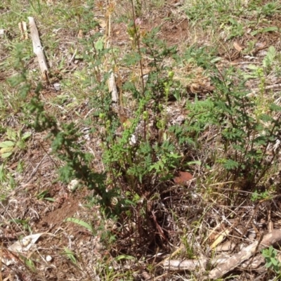 Cheilanthes sieberi (Rock Fern) at Isaacs, ACT - 31 Jan 2016 by Mike