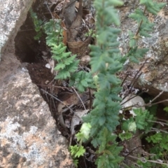 Cheilanthes distans (Bristly Cloak Fern) at Isaacs Ridge - 31 Jan 2016 by Mike