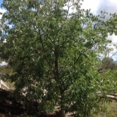 Celtis australis (Nettle Tree) at Jerrabomberra, ACT - 31 Jan 2016 by Mike