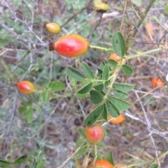 Rosa rubiginosa (Sweet Briar, Eglantine) at Isaacs Ridge - 31 Jan 2016 by Mike