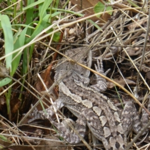 Amphibolurus muricatus at Isaacs Ridge - 31 Jan 2016 11:51 AM