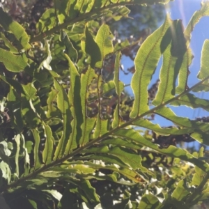 Blechnum minus at Paddys River, ACT - 31 Jan 2016 10:04 PM