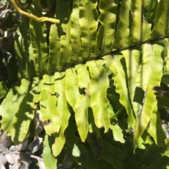 Blechnum minus at Paddys River, ACT - 31 Jan 2016 10:04 PM