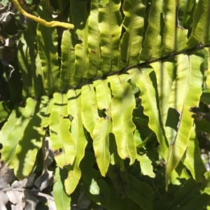 Blechnum minus at Paddys River, ACT - 31 Jan 2016