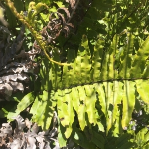 Blechnum minus at Paddys River, ACT - 31 Jan 2016 10:04 PM