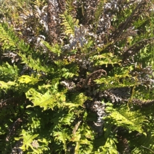 Blechnum minus at Paddys River, ACT - 31 Jan 2016 10:04 PM