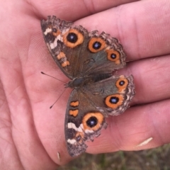 Junonia villida (Meadow Argus) at Rendezvous Creek, ACT - 31 Jan 2016 by jackfrench