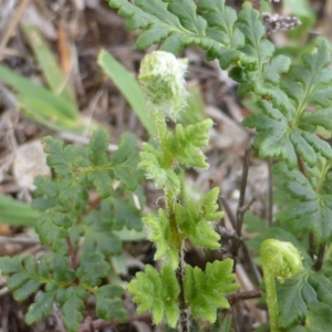 Cheilanthes distans at Isaacs, ACT - 31 Jan 2016