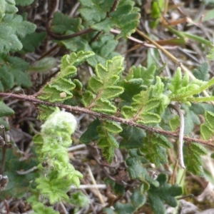 Cheilanthes distans at Isaacs, ACT - 31 Jan 2016 11:42 AM