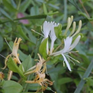 Lonicera japonica at Fadden, ACT - 7 Jan 2016 06:54 PM