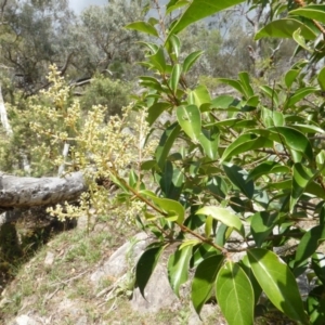 Ligustrum lucidum at Jerrabomberra, ACT - 31 Jan 2016