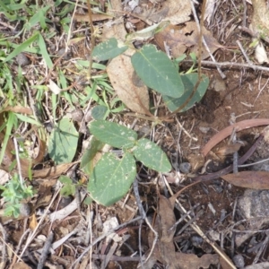 Oxytes brachypoda at Jerrabomberra, ACT - 31 Jan 2016 11:21 AM